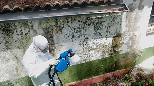 Top rated local Mold Remediation specialists in Naples, TX